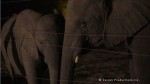 NALEDI - A Baby Elephant's Tale
