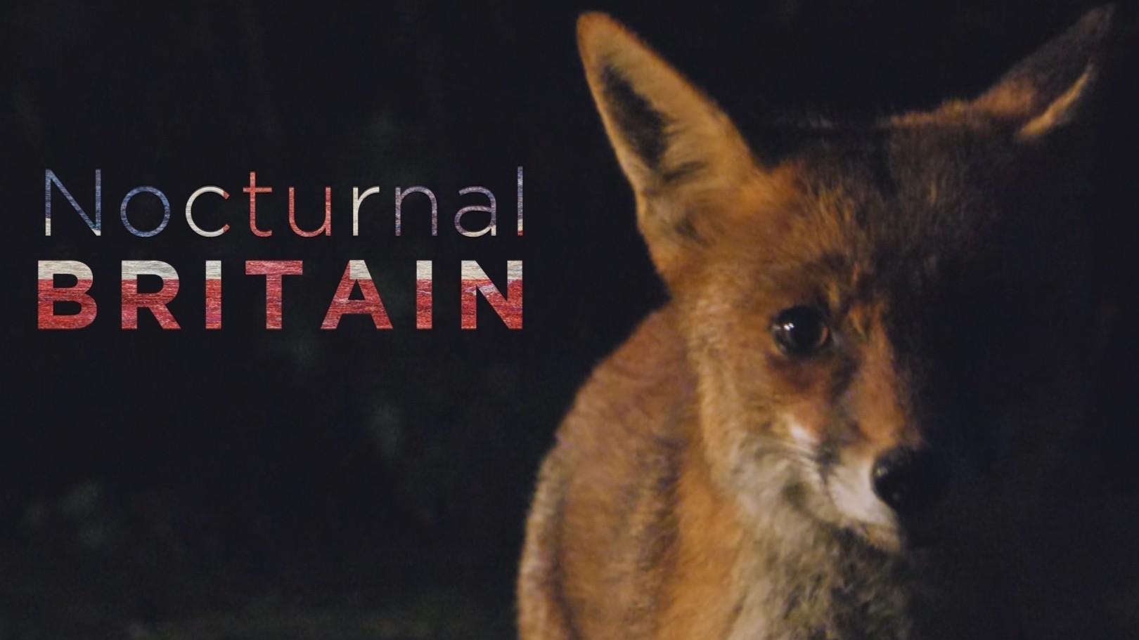 Nocturnal Britain
